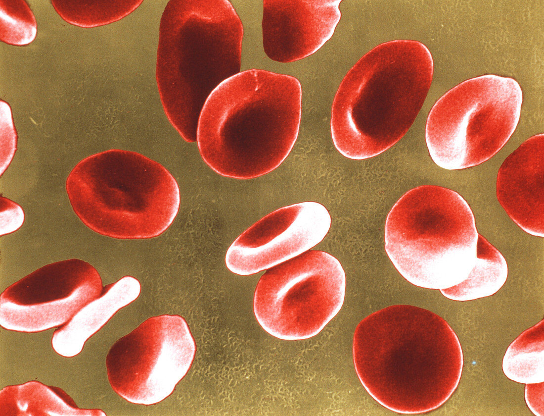 Red blood cells,SEM