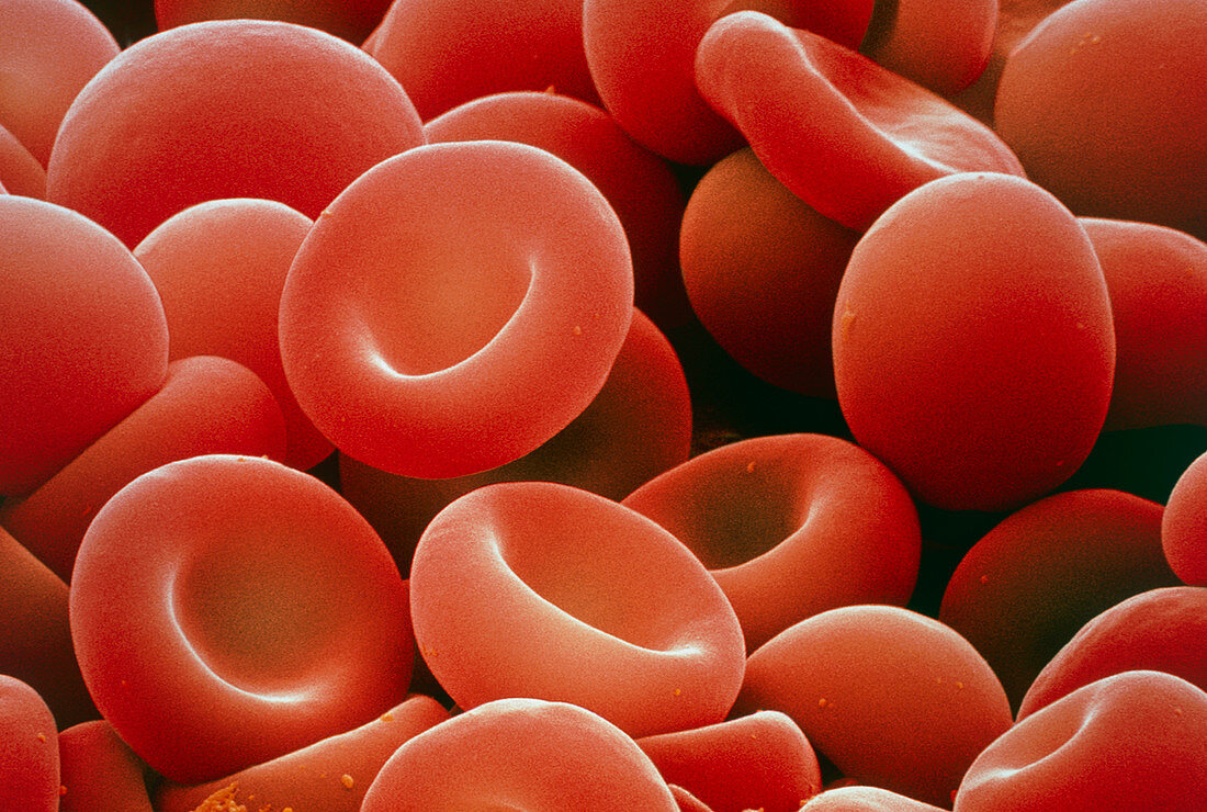 Red blood cells,SEM