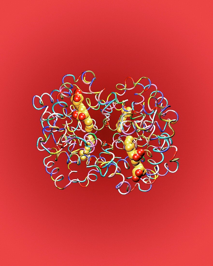 Haemoglobin molecule