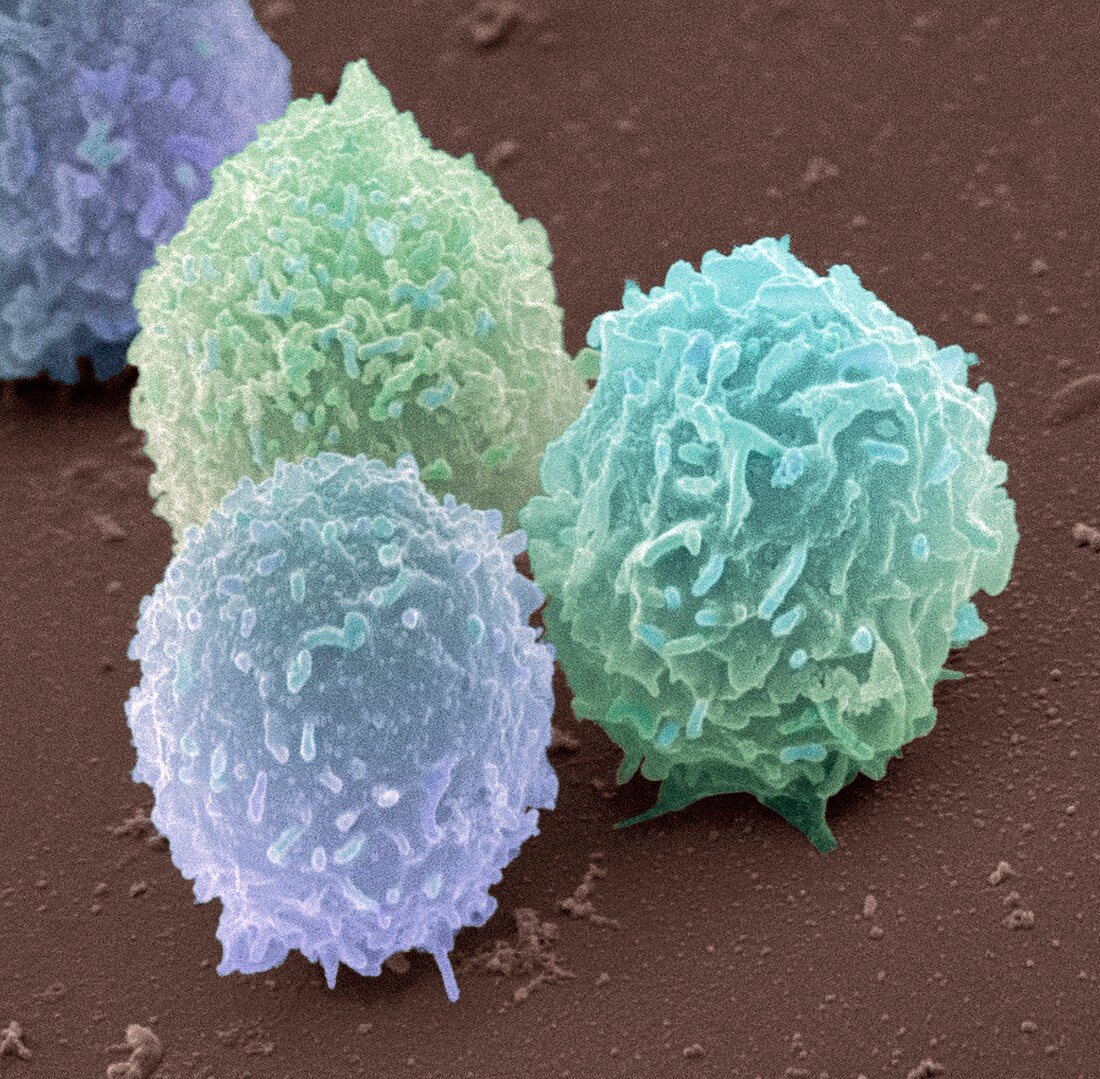 White blood cells,SEM