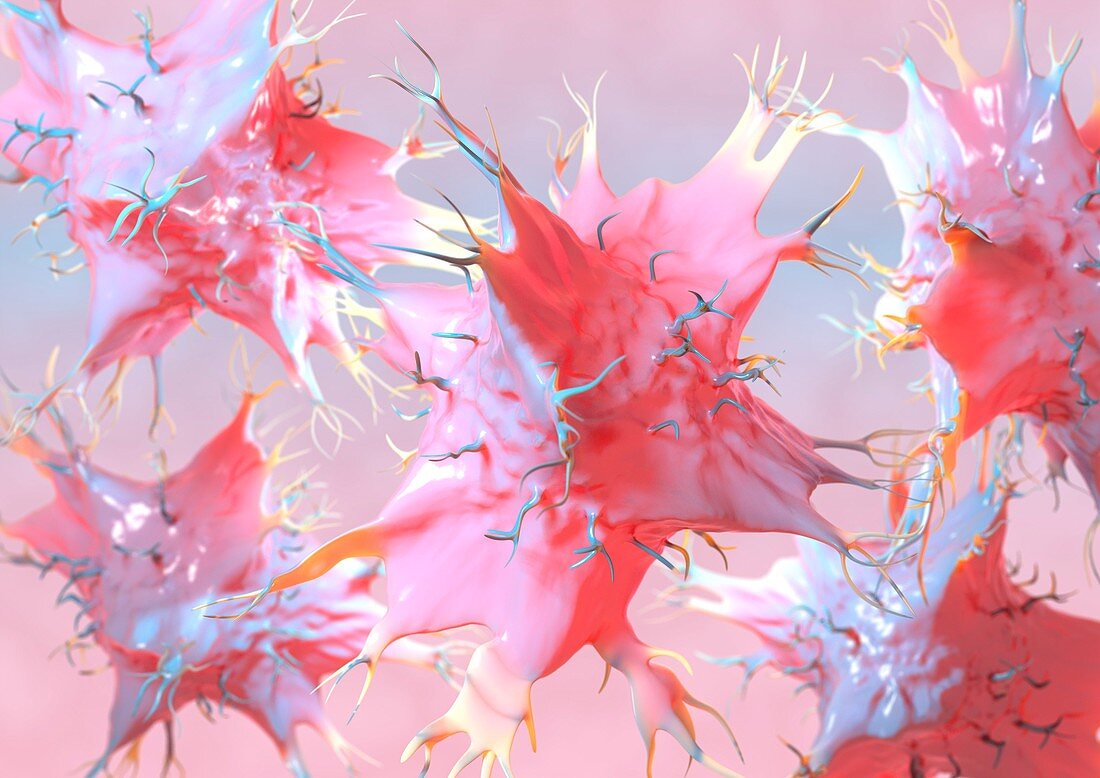 Dendritic cells,artwork