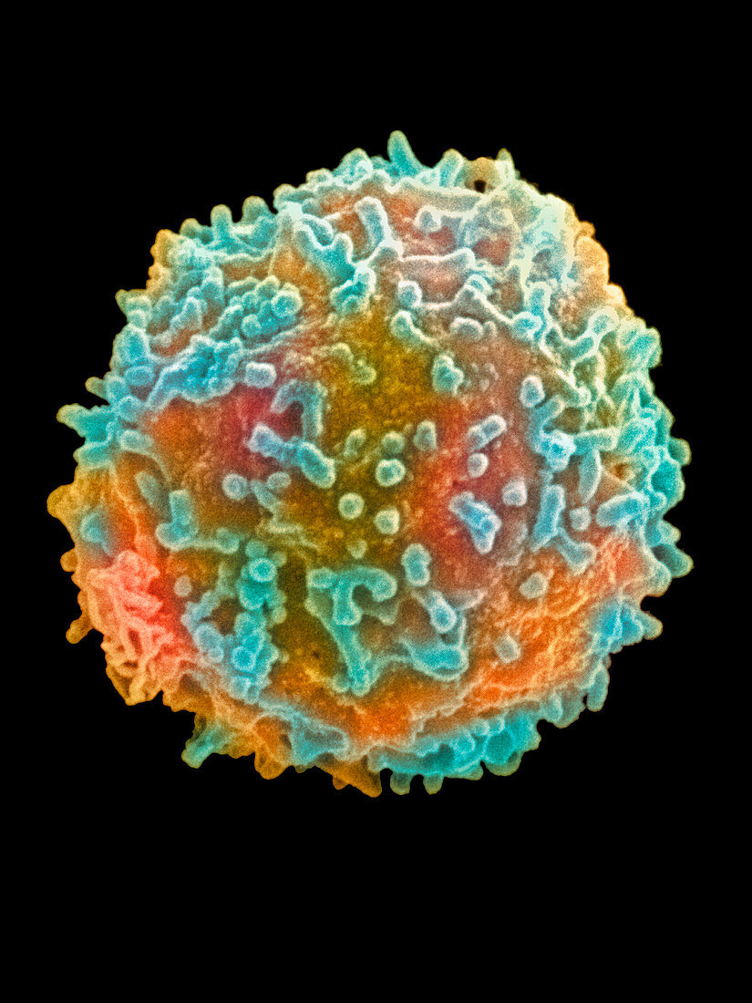 Coloured SEM of a white blood cell lympho