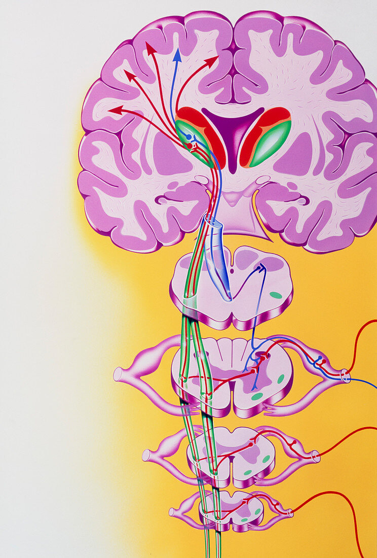 Artwork showing the nerve pathways to the brain