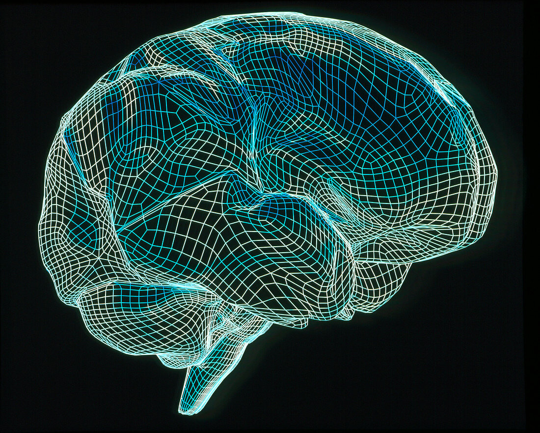 Computer artwork of a wire-frame model of a brain