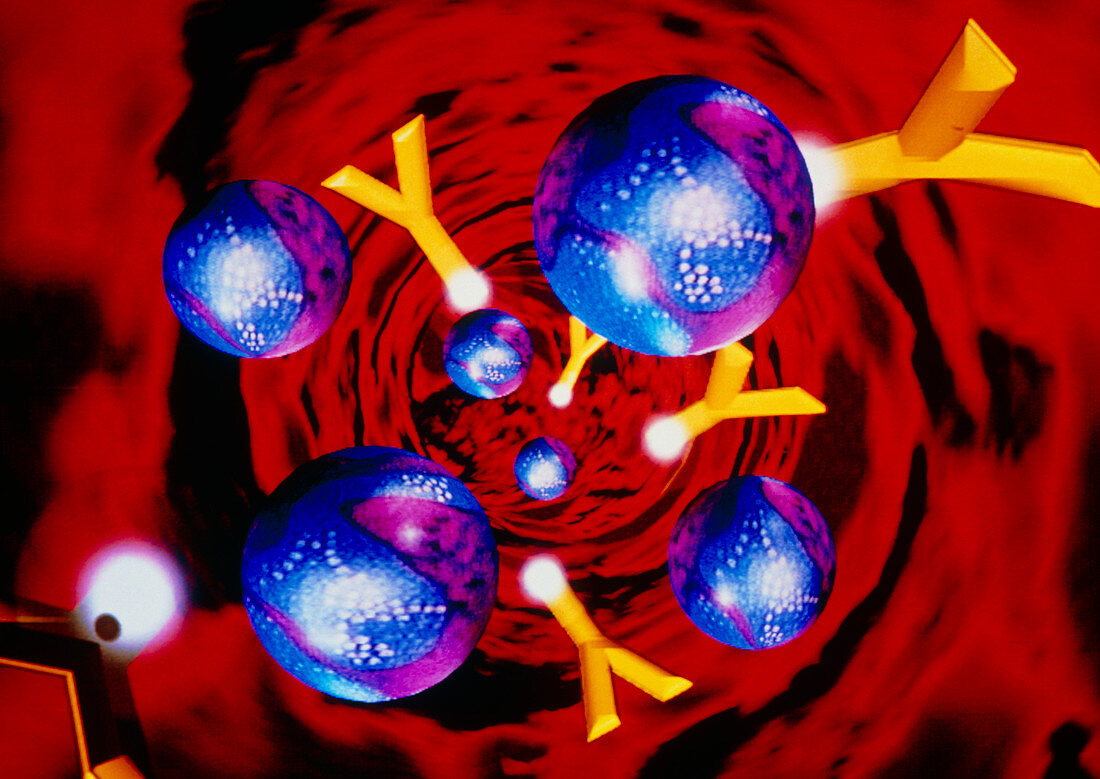 Computer graphics of immunoglobin (IgG)