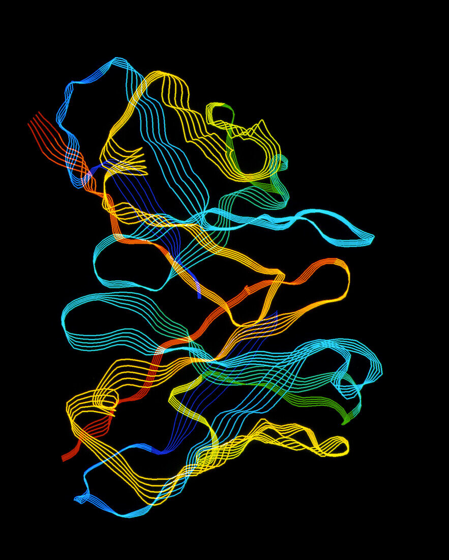 Molecule of an immunoglobulin G1 antibody
