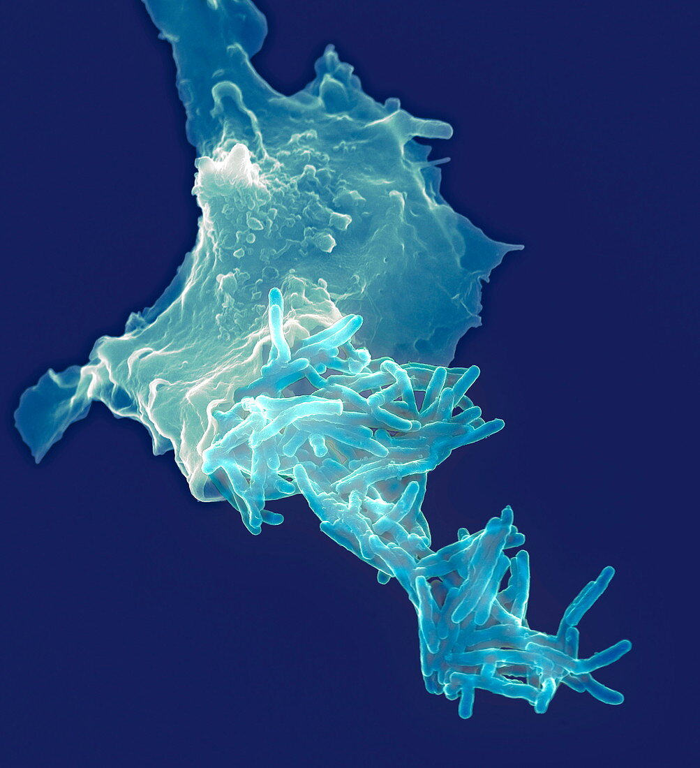 Macrophage engulfing tuberculosis vaccine