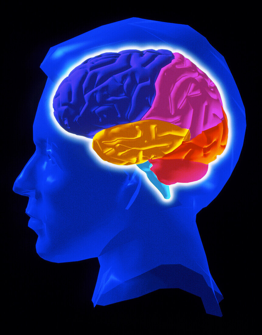 Computer artwork of human brain in digitised head