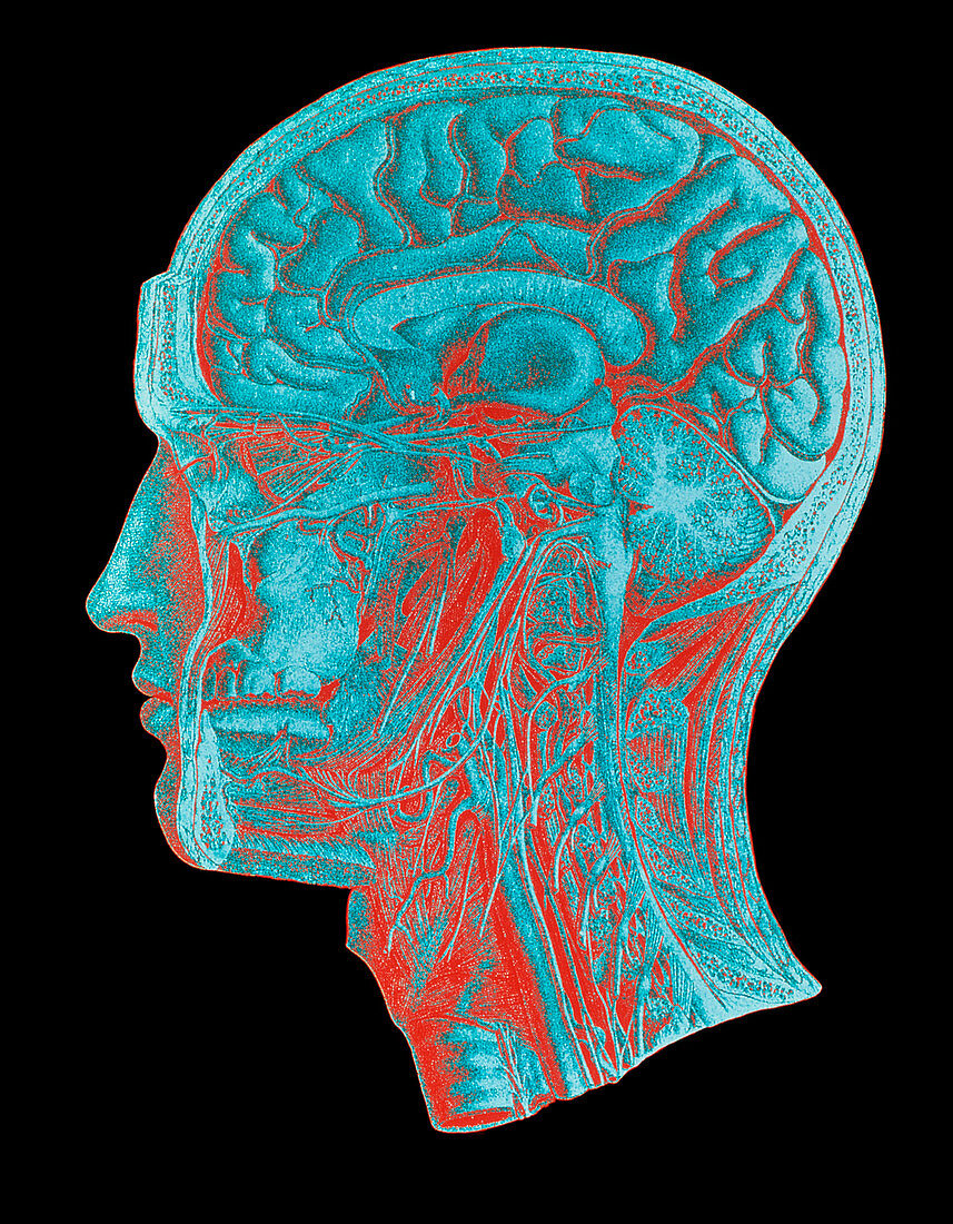 coloured-artwork-of-the-human-brain-acheter-une-photo-11870464