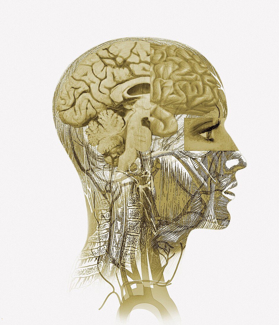 Brain anatomy