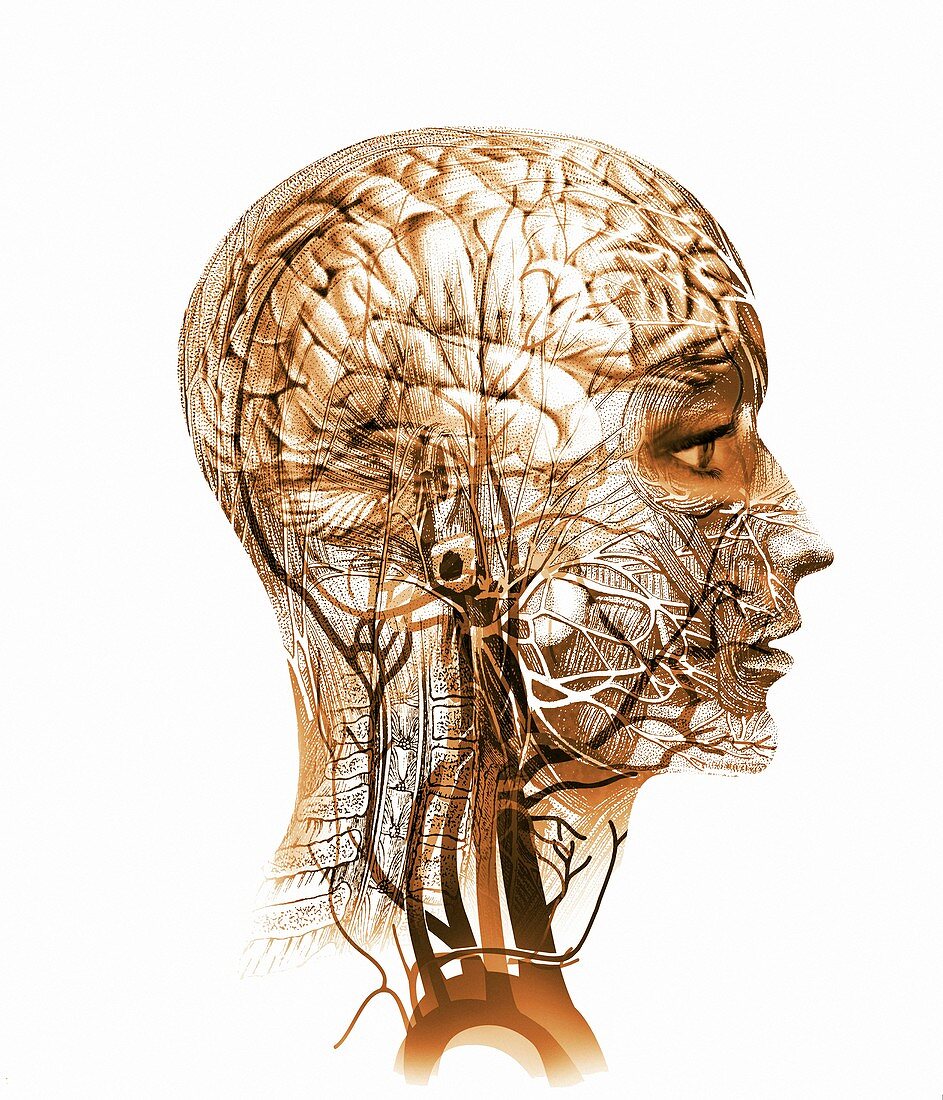 Brain anatomy