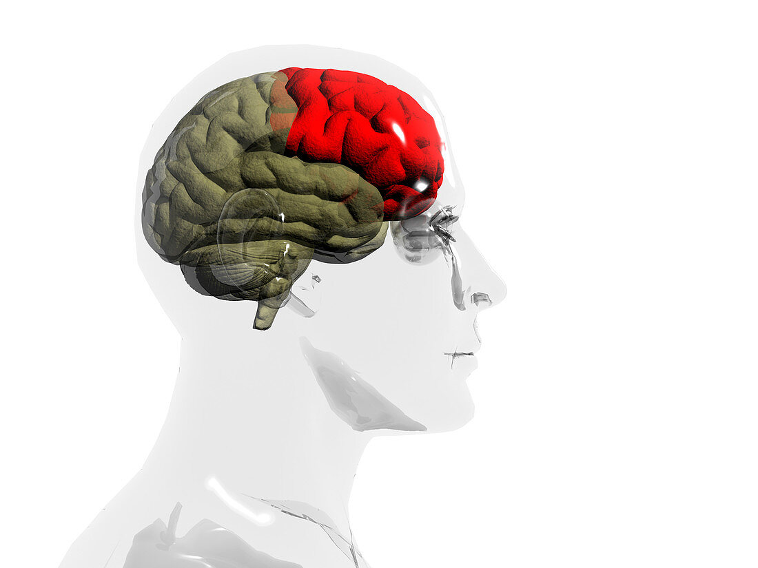 Human brain,frontal lobe