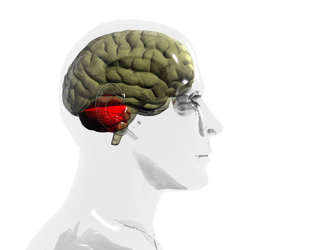 Human brain,cerebellum