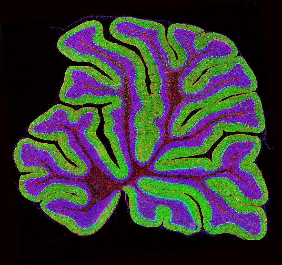 Cerebellum structure,light micrograph