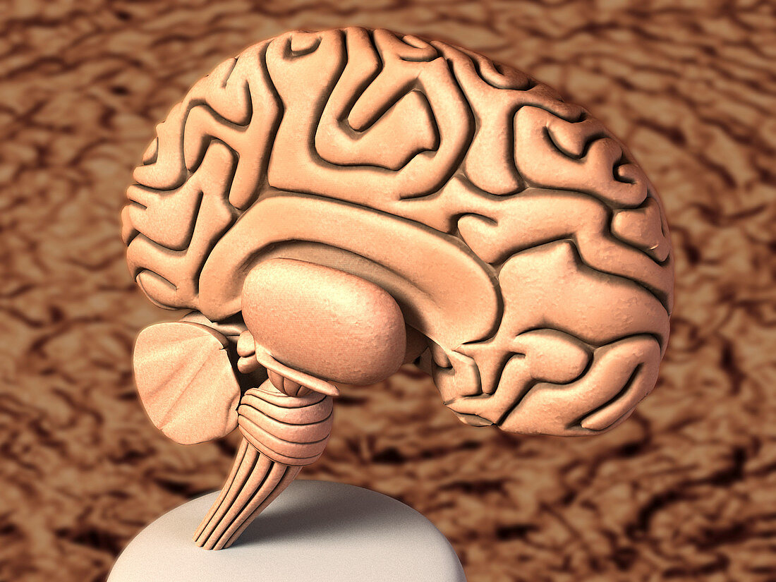 Brain,computer artwork