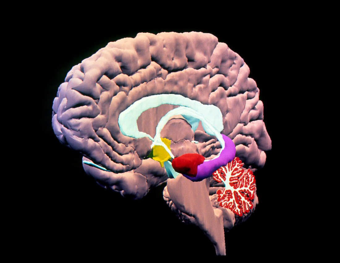 Computer 3D image of the brain,digital anatomy