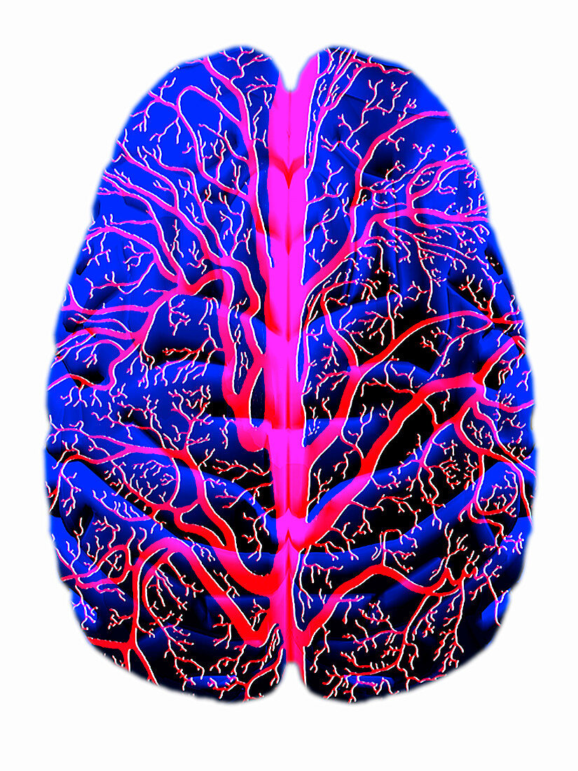 Computer artwork of veins of the human brain