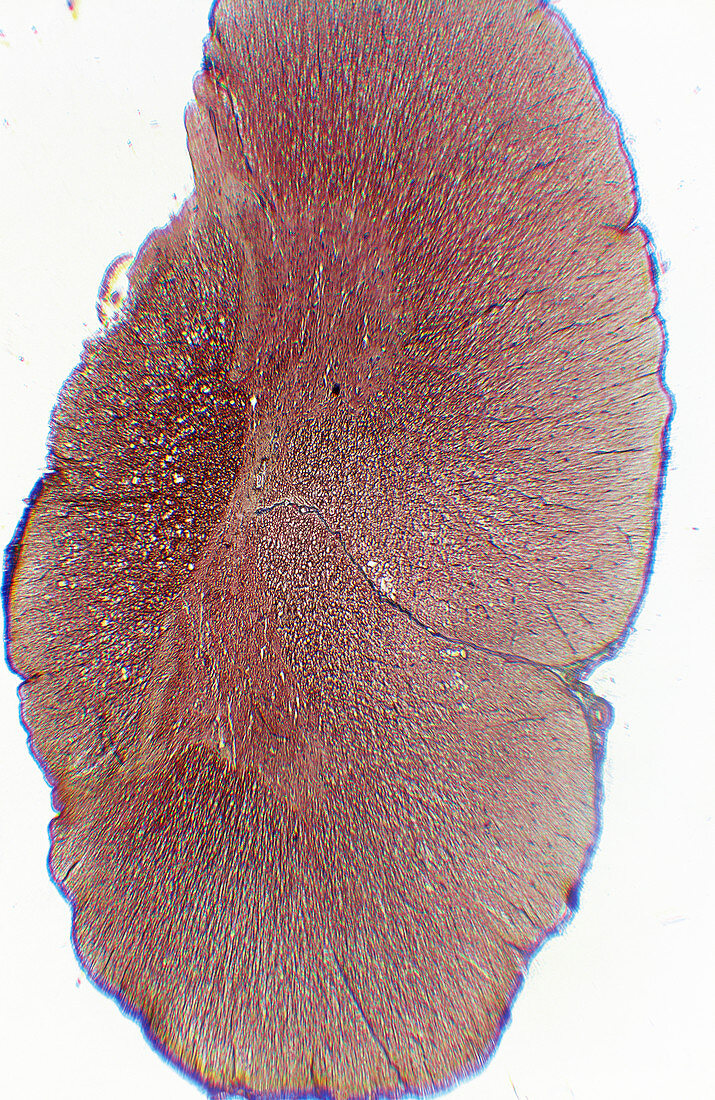 LM of a section through the human spinal cord