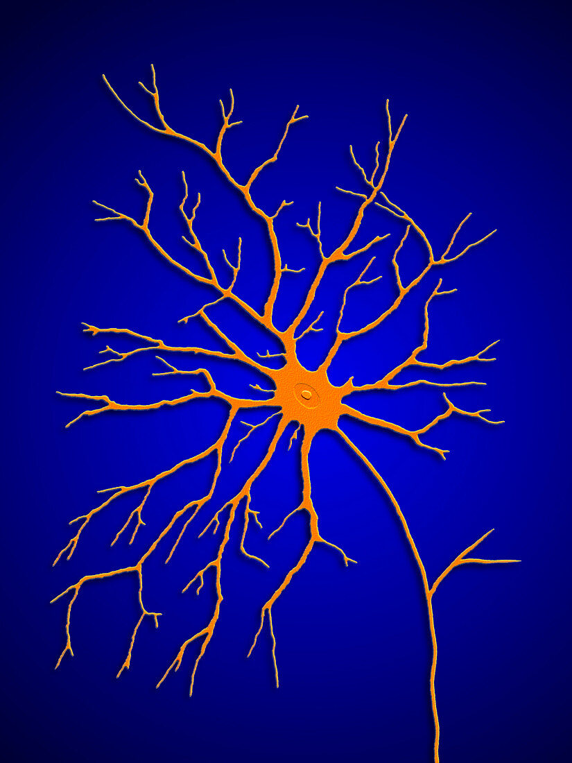Computer artwork of a multipolar nerve cell