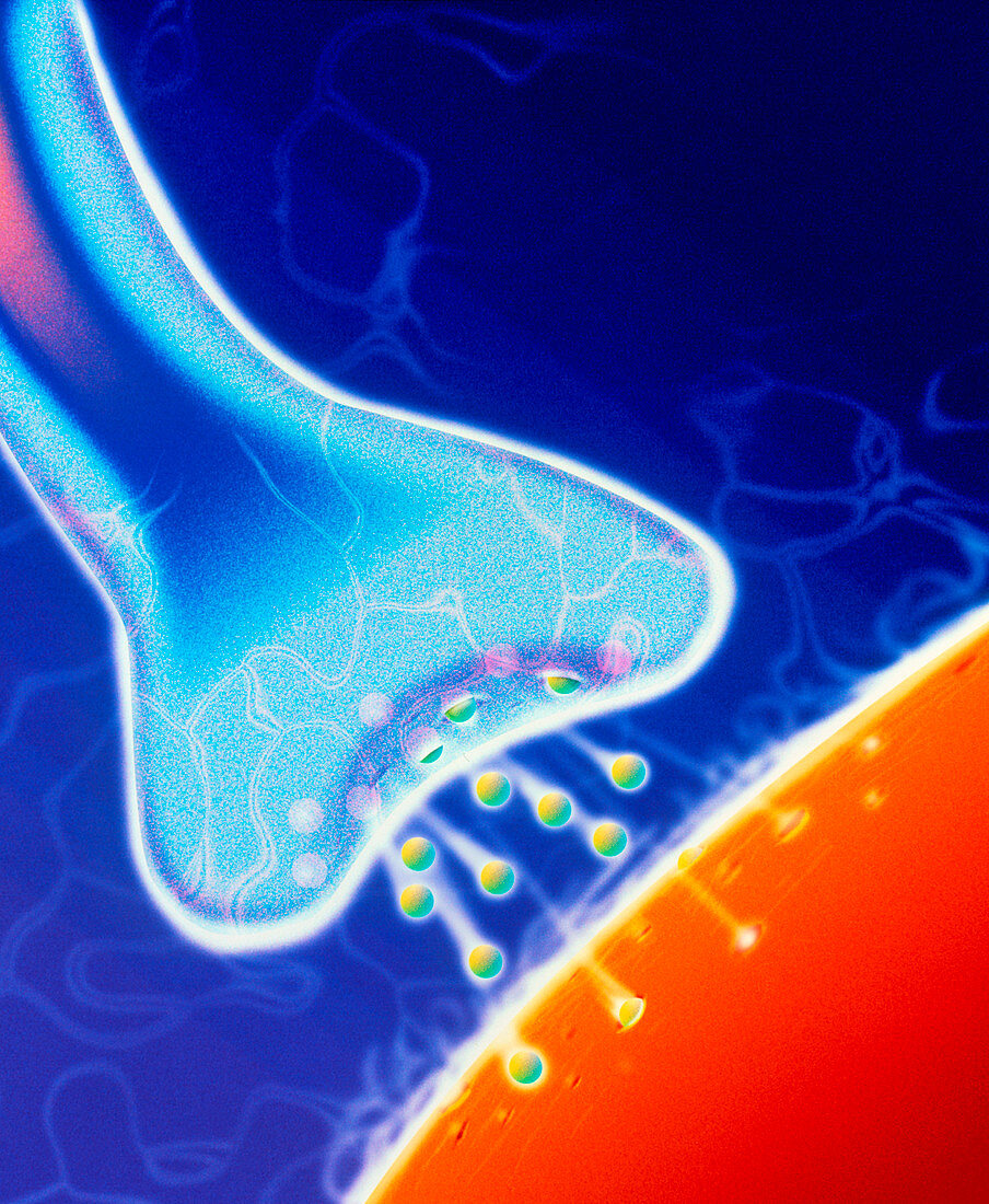 Computer artwork of a nerve synapse