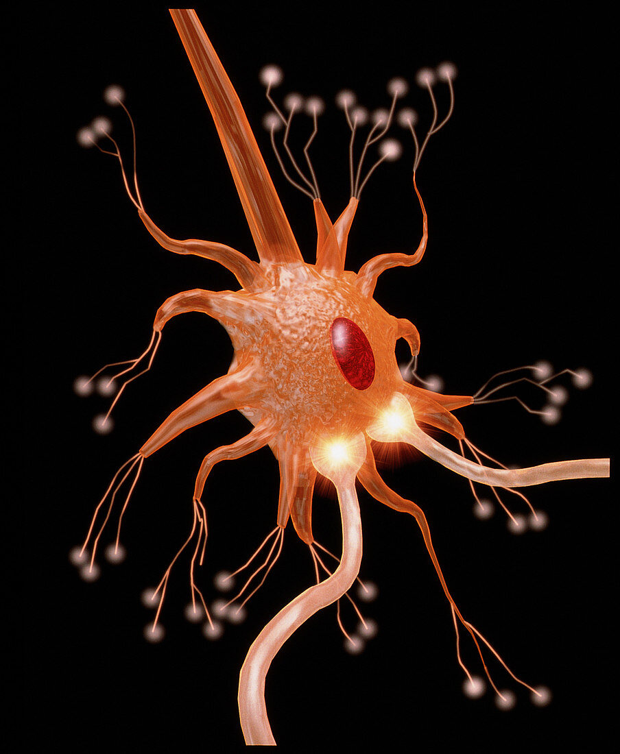 Computer graphic of a motor neuron nerve