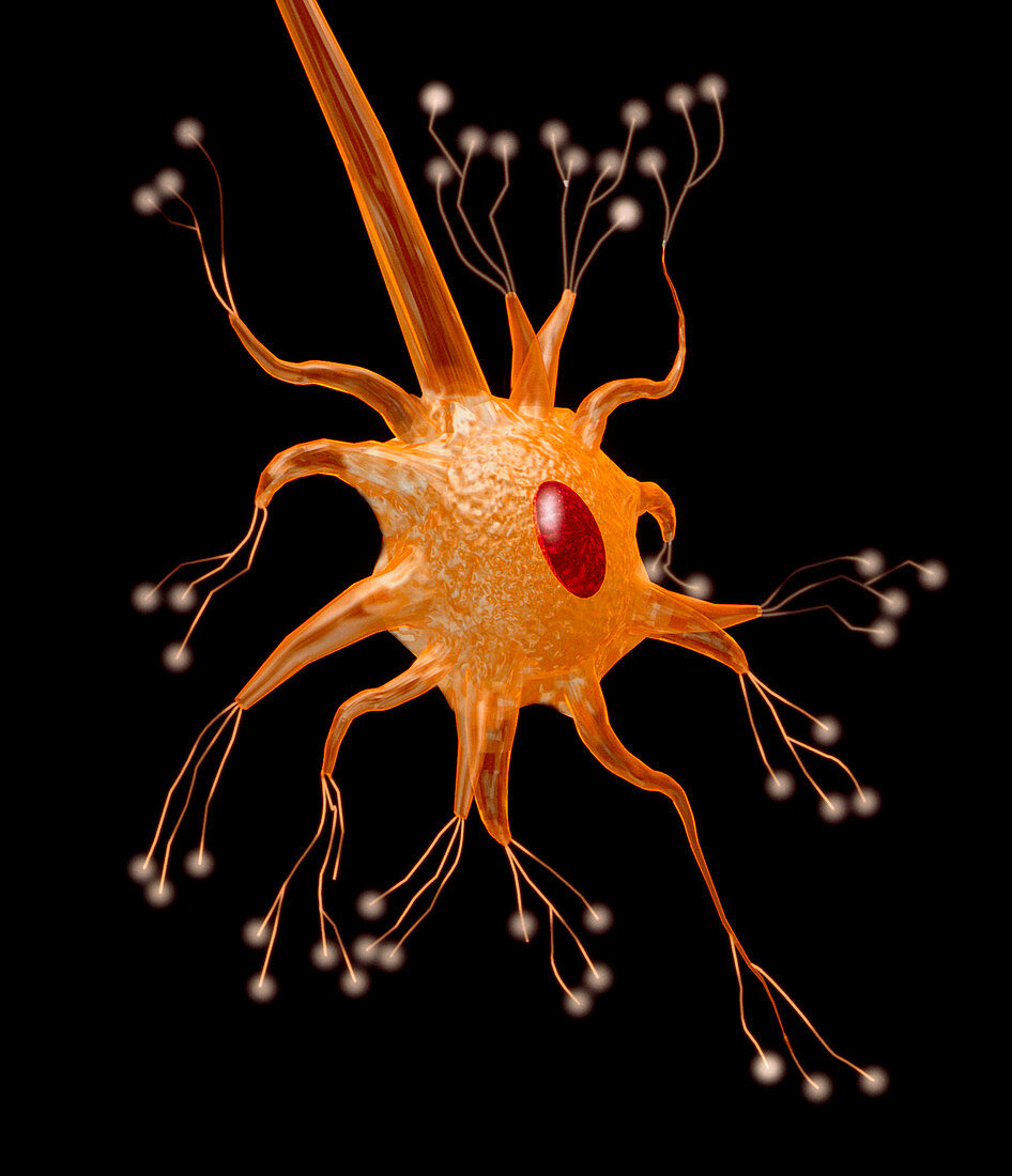 Computer graphic of a motor neuron nerve cell