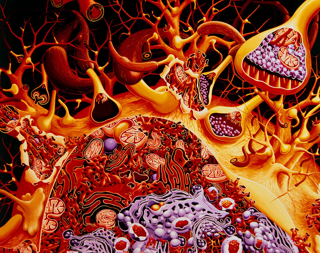 Artwork showing neurone & associated structures