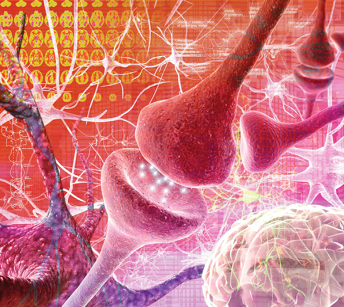 Nerve synapse,composite computer artwork