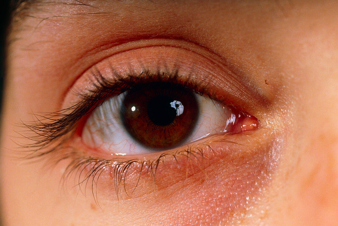 Brown eye of a young woman