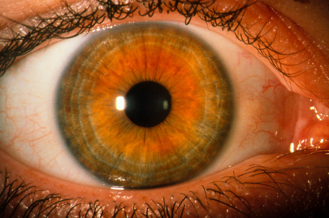 Close-up of a healthy,brown human eye