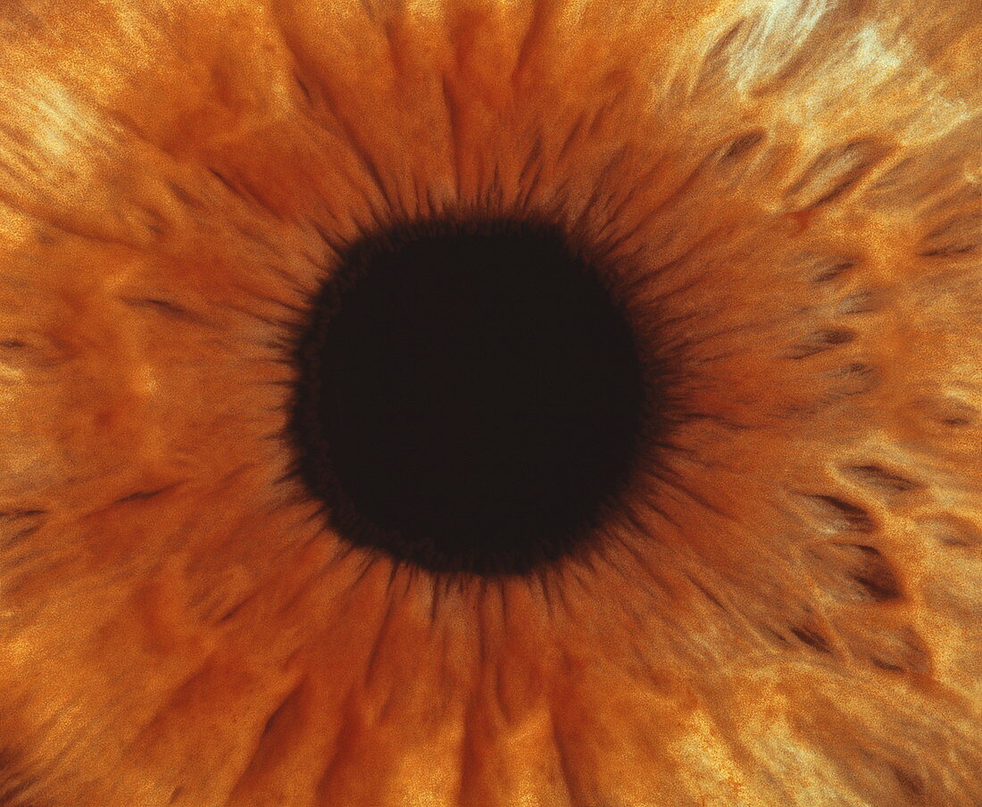 Human iris