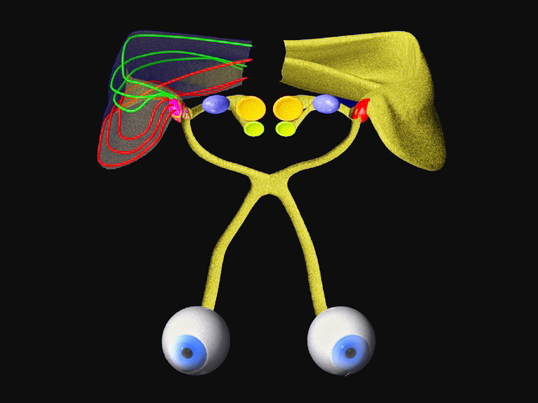 Visual pathway