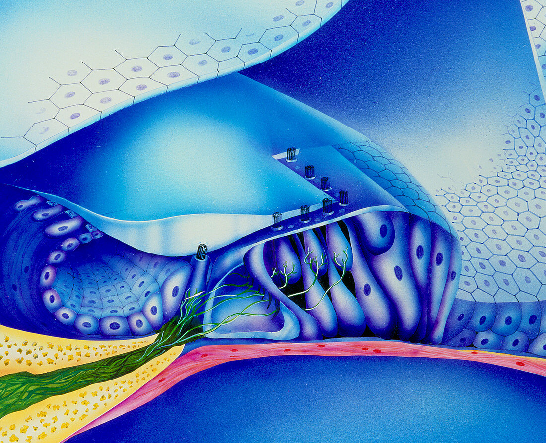 Artwork of organ of corti in cochlea of human ear