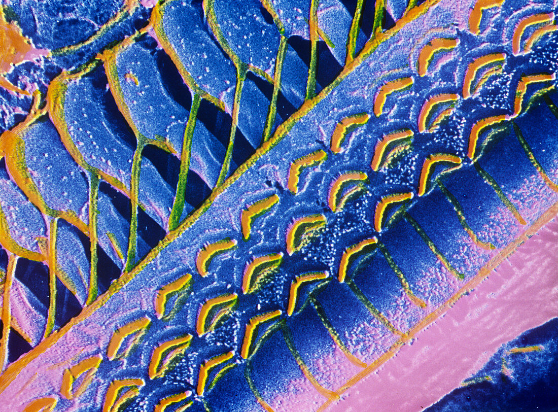 Organ of Corti from the ear,coloured SEM