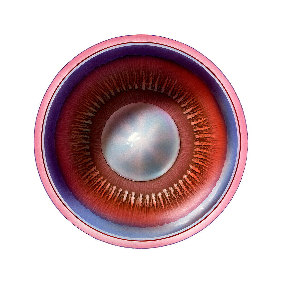 Ciliary body and lens