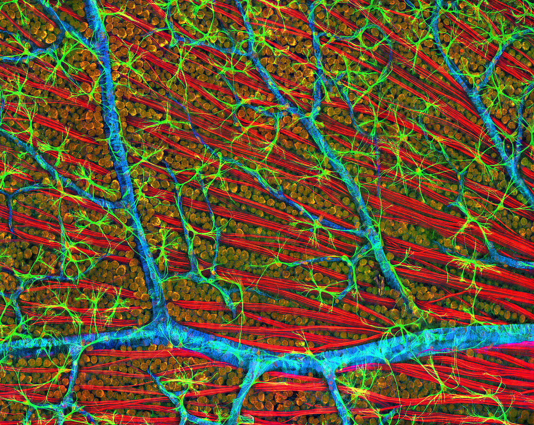 Retina blood vessels and nerve cells