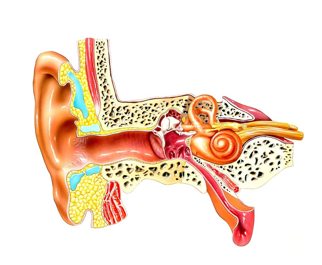 Middle and inner ear