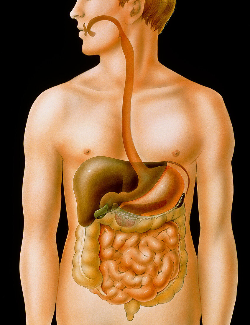 Artwork of the human digestive system