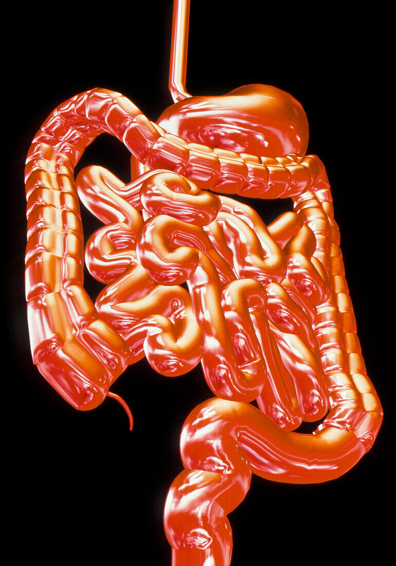 Computer art showing the healthy digestive system