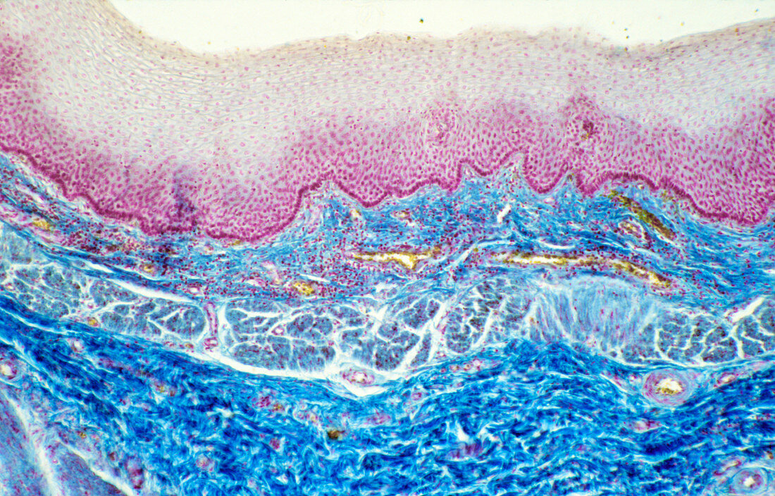 LM showing the wall of the human oesophagus