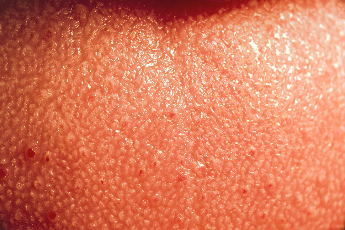 Close-up of the surface of the human tongue