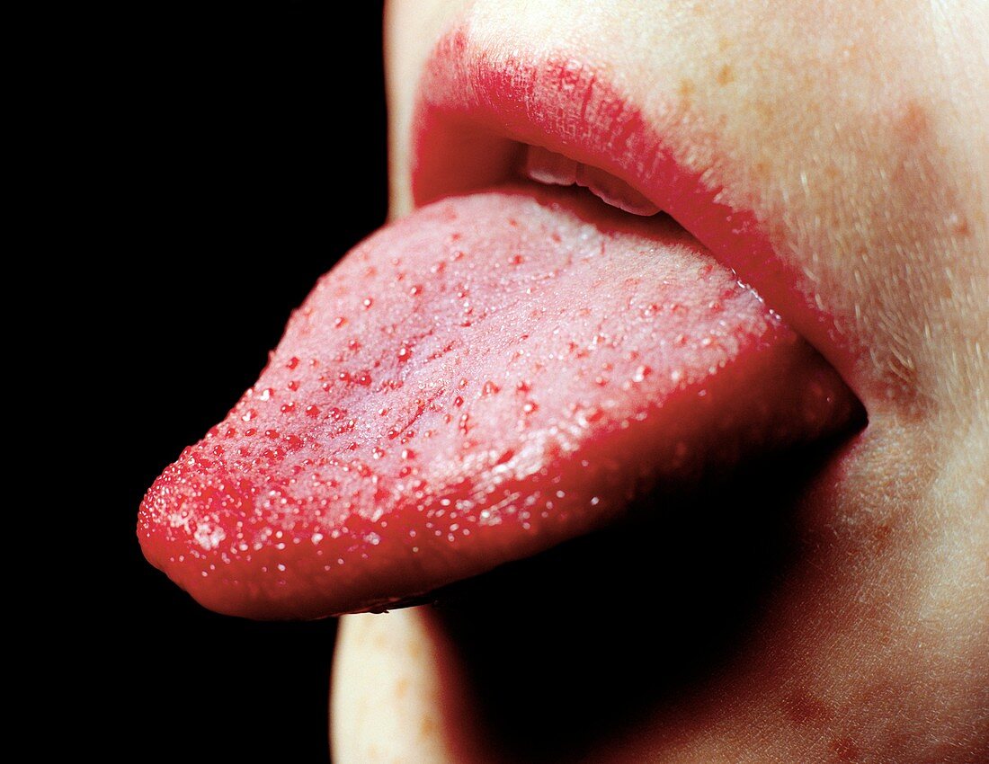 Human tongue