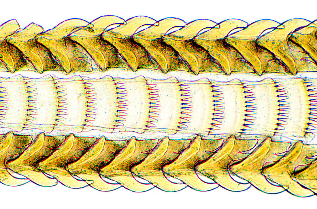 Mollusc radula