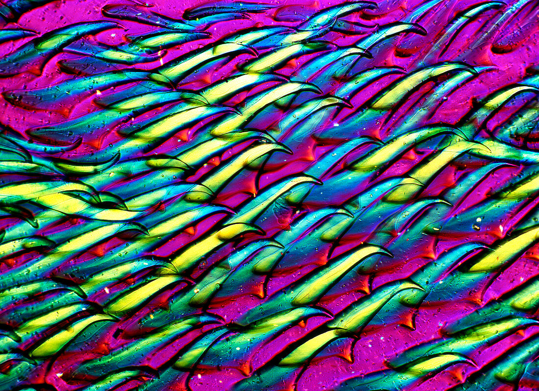 Snail radula,light micrograph