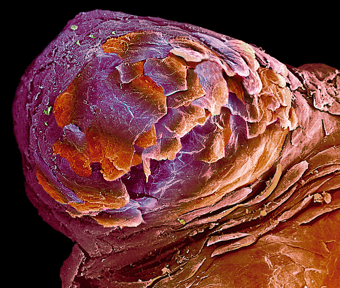 Coloured SEM of a fungiform papilla of the tongue