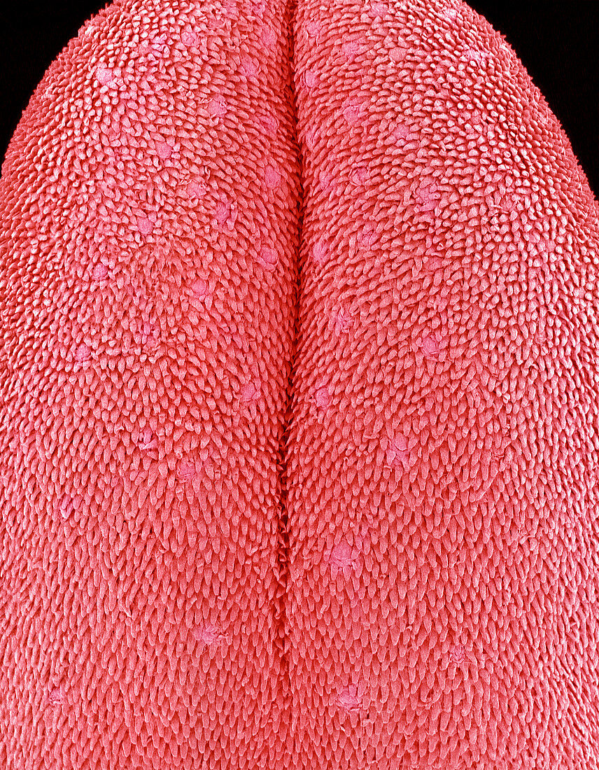 Mouse tongue,SEM