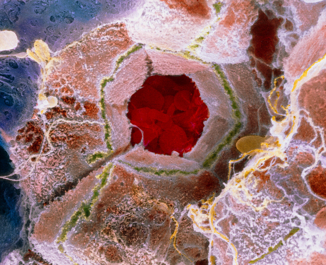 False-colour SEM of cell structure of liver lobule