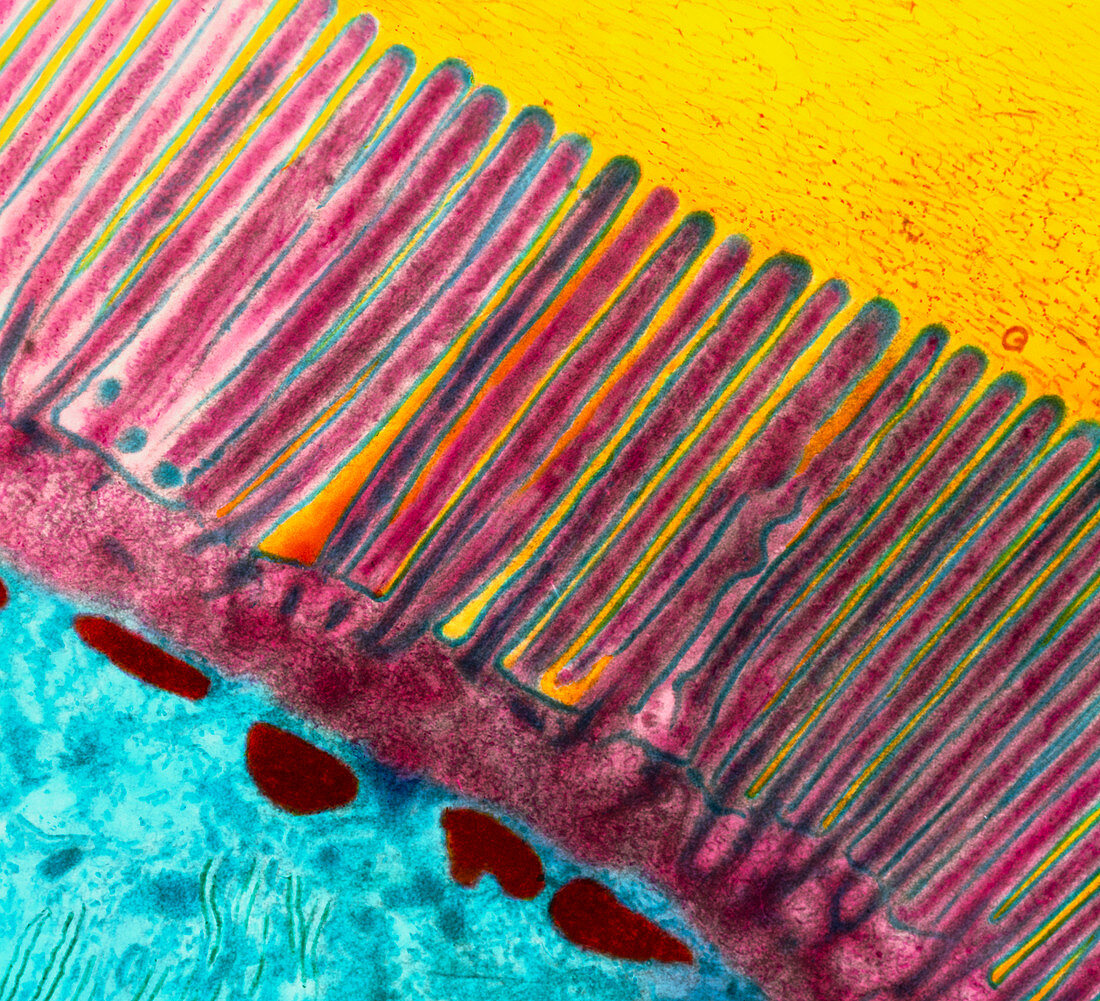 Coloured TEM of microvilli of intestinal cell