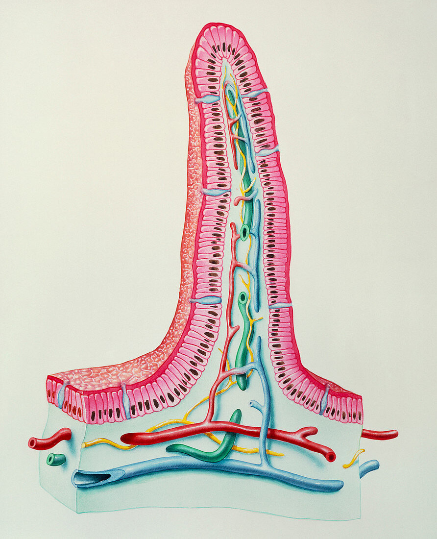 Artwork of a section through an intestinal villus