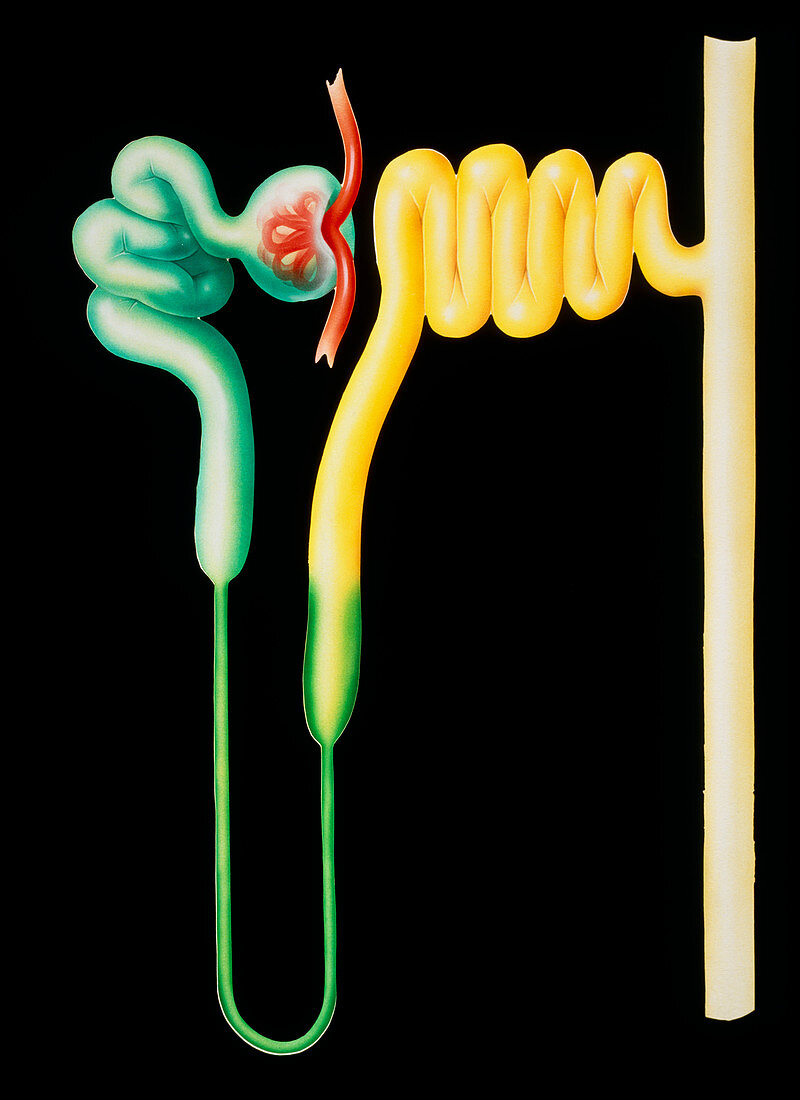 Illustration of nephron from human kidney